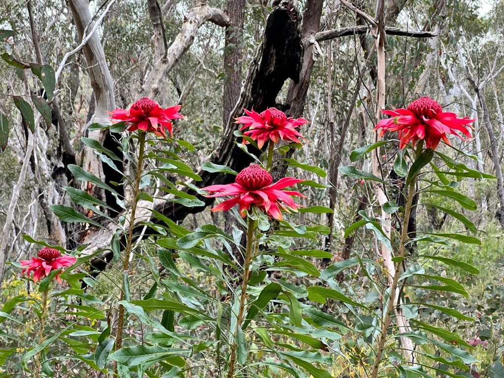 Exploring the Wollangambe Wilderness