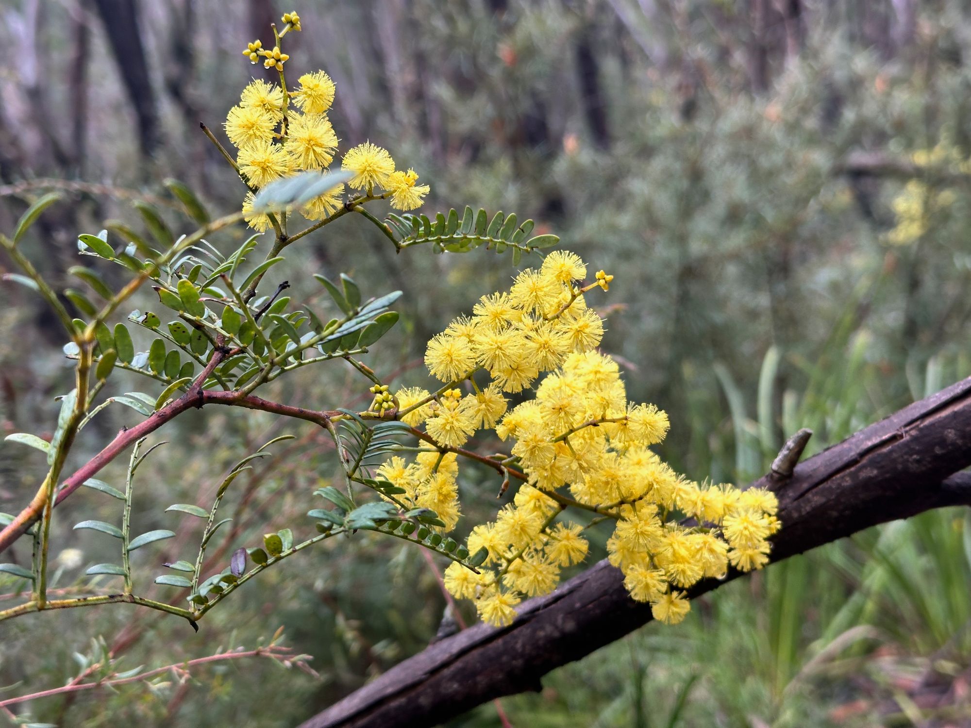 Pierces Pass to Blue Gum Forest walking track