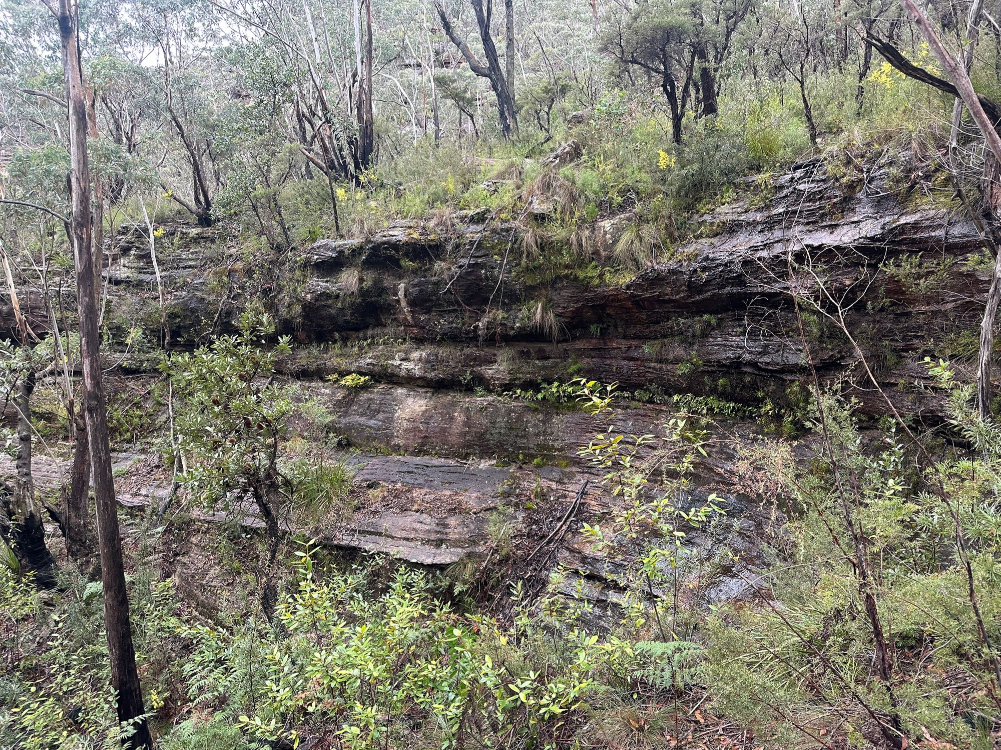 Pierces Pass to Blue Gum Forest walking track