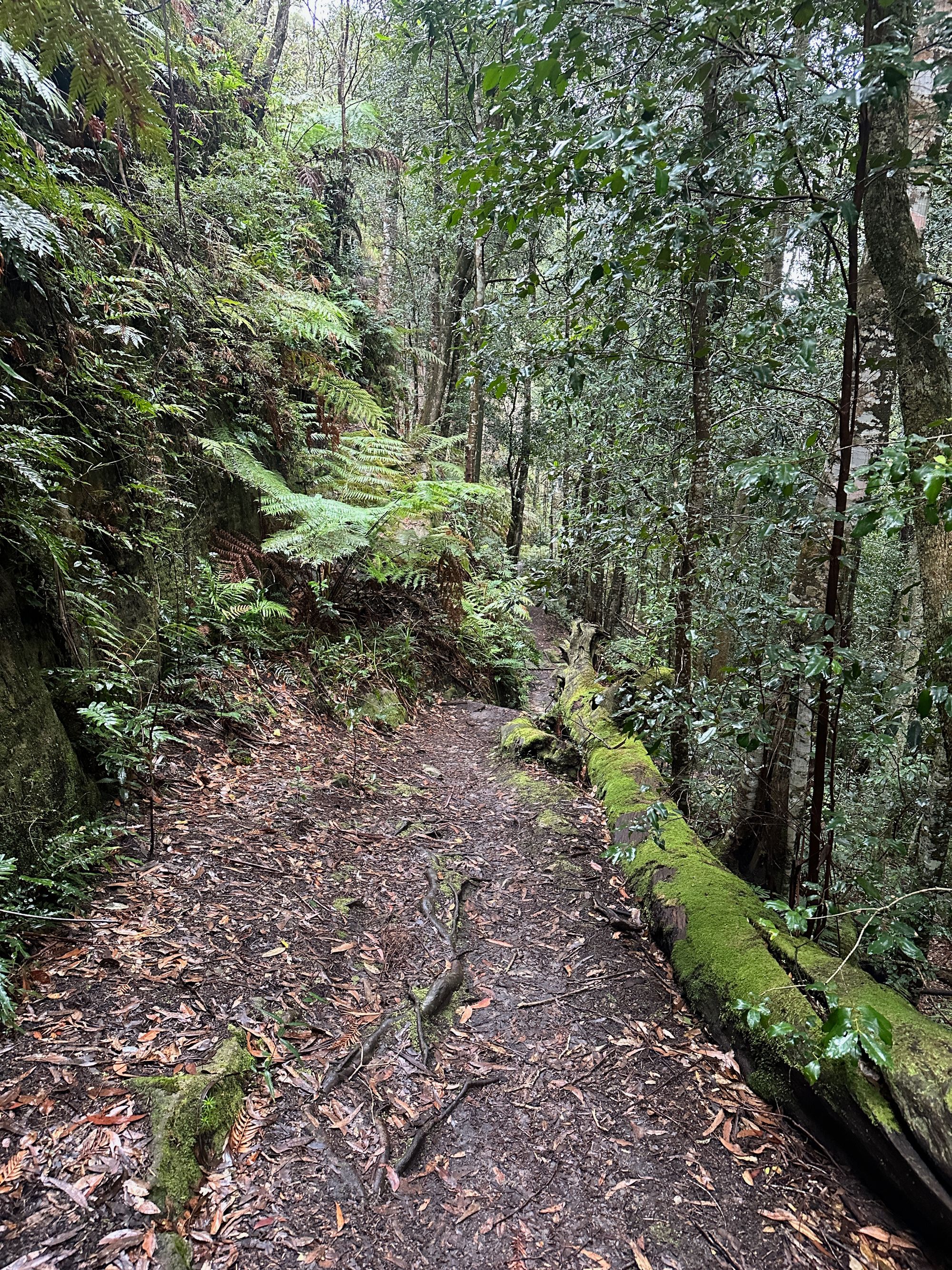 Pierces Pass to Blue Gum Forest walking track