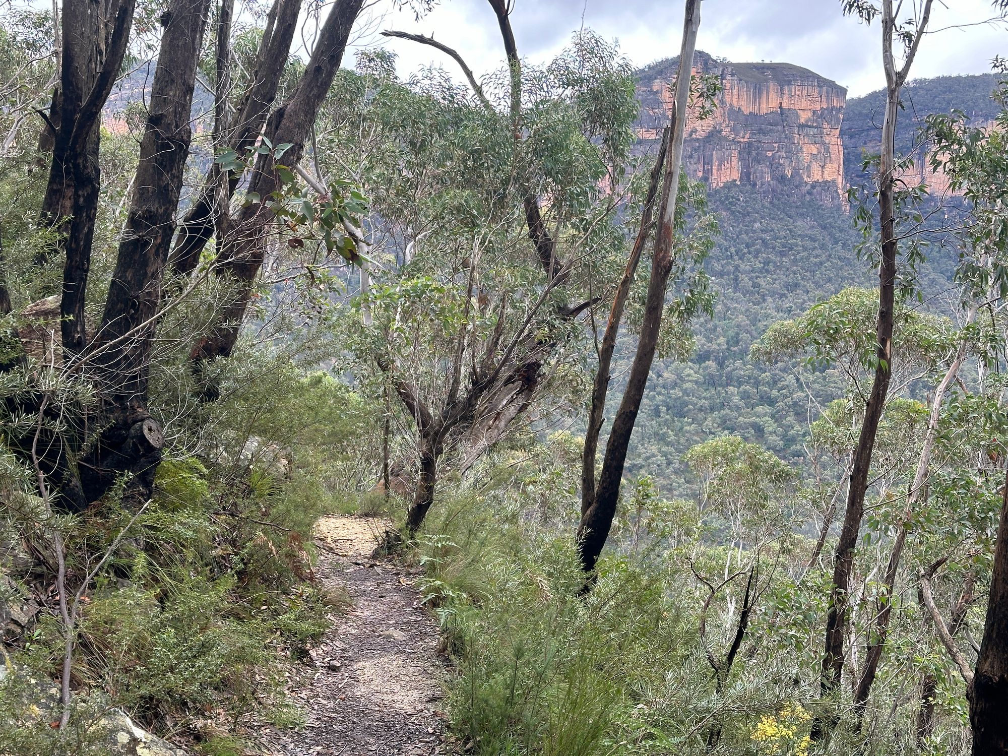 Pierces Pass to Blue Gum Forest walking track