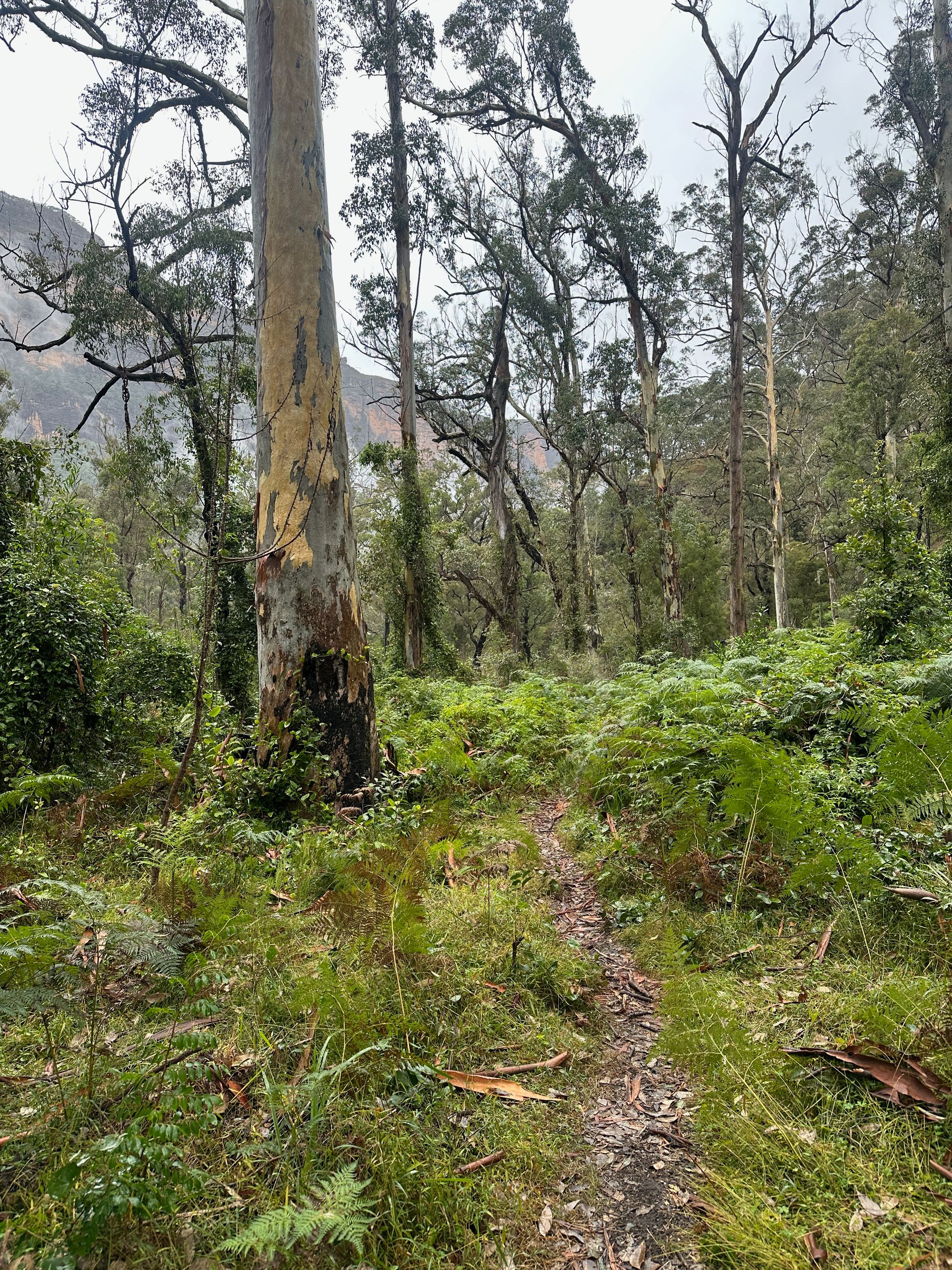 Pierces Pass to Blue Gum Forest walking track