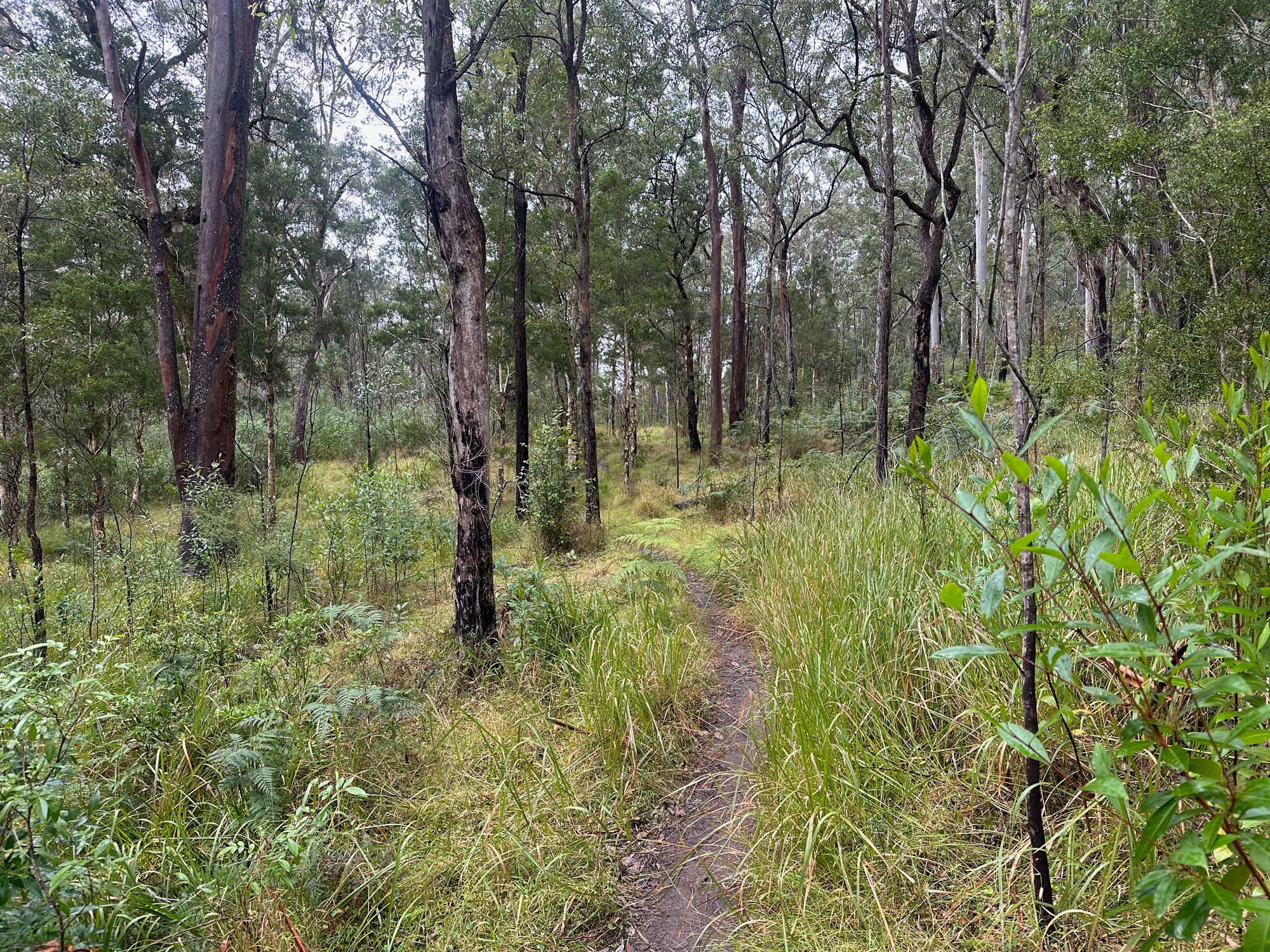 Pierces Pass to Blue Gum Forest walking track