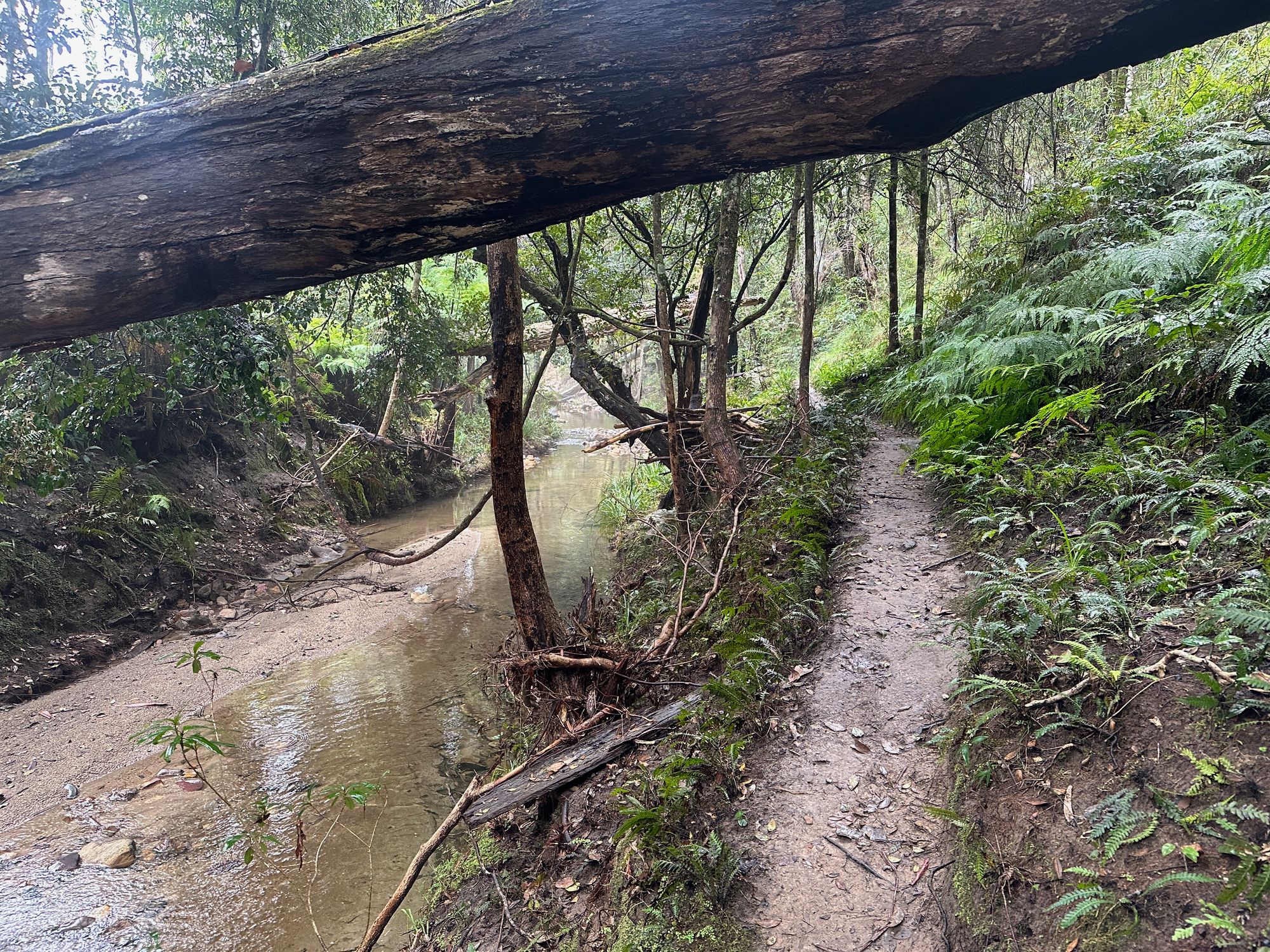 Pierces Pass to Blue Gum Forest walking track