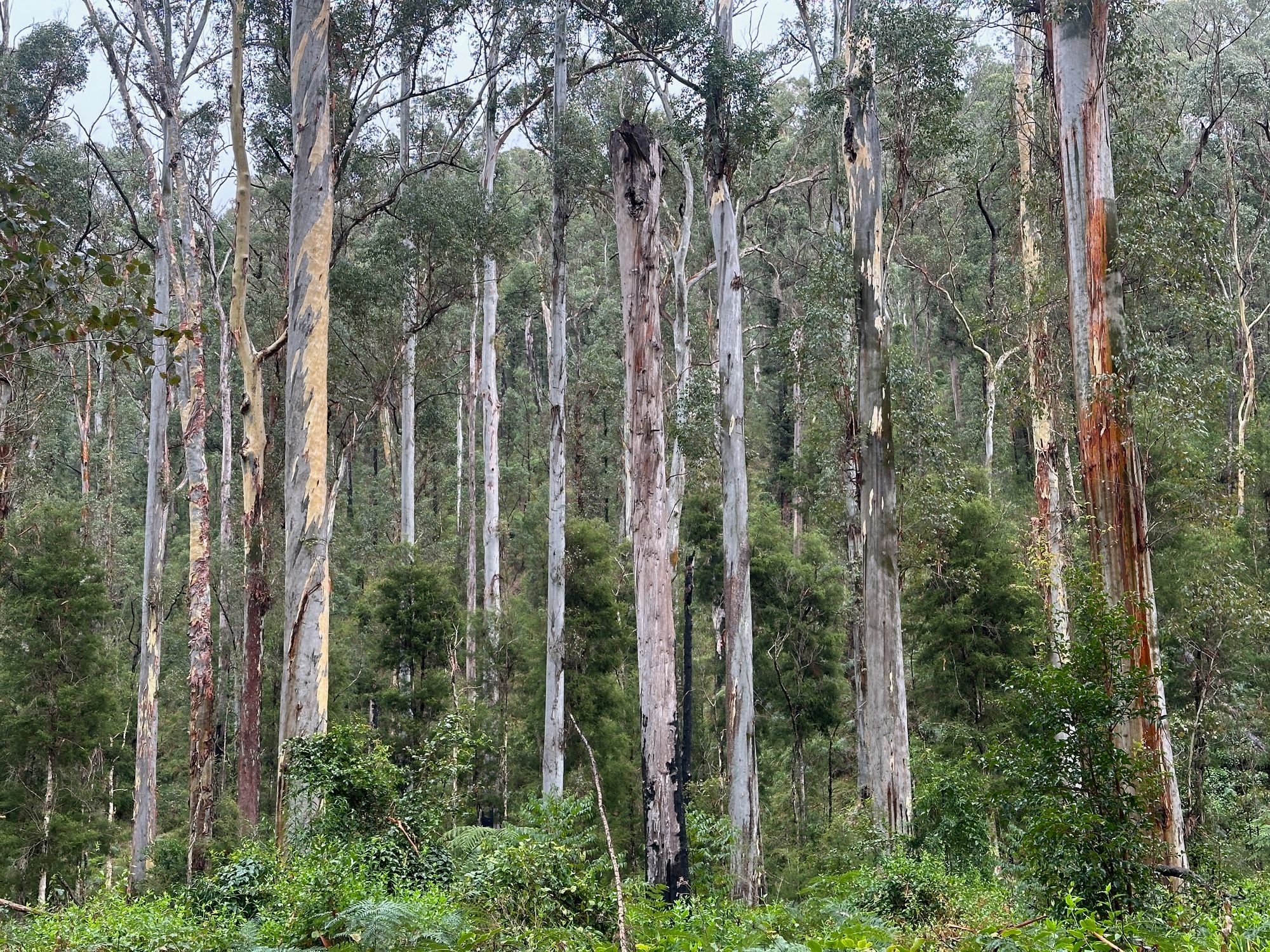 Pierces Pass to Blue Gum Forest walking track