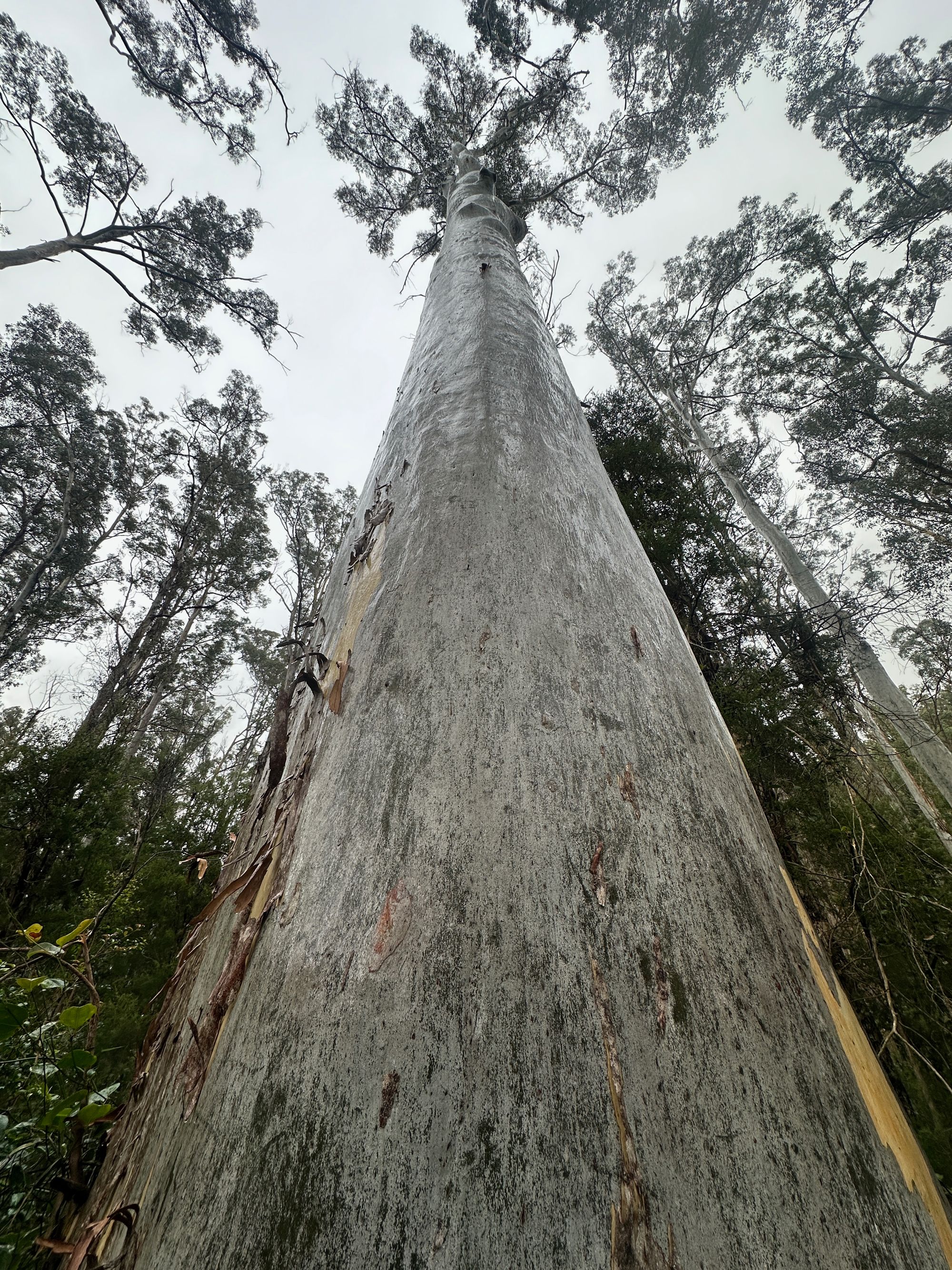 Pierces Pass to Blue Gum Forest walking track