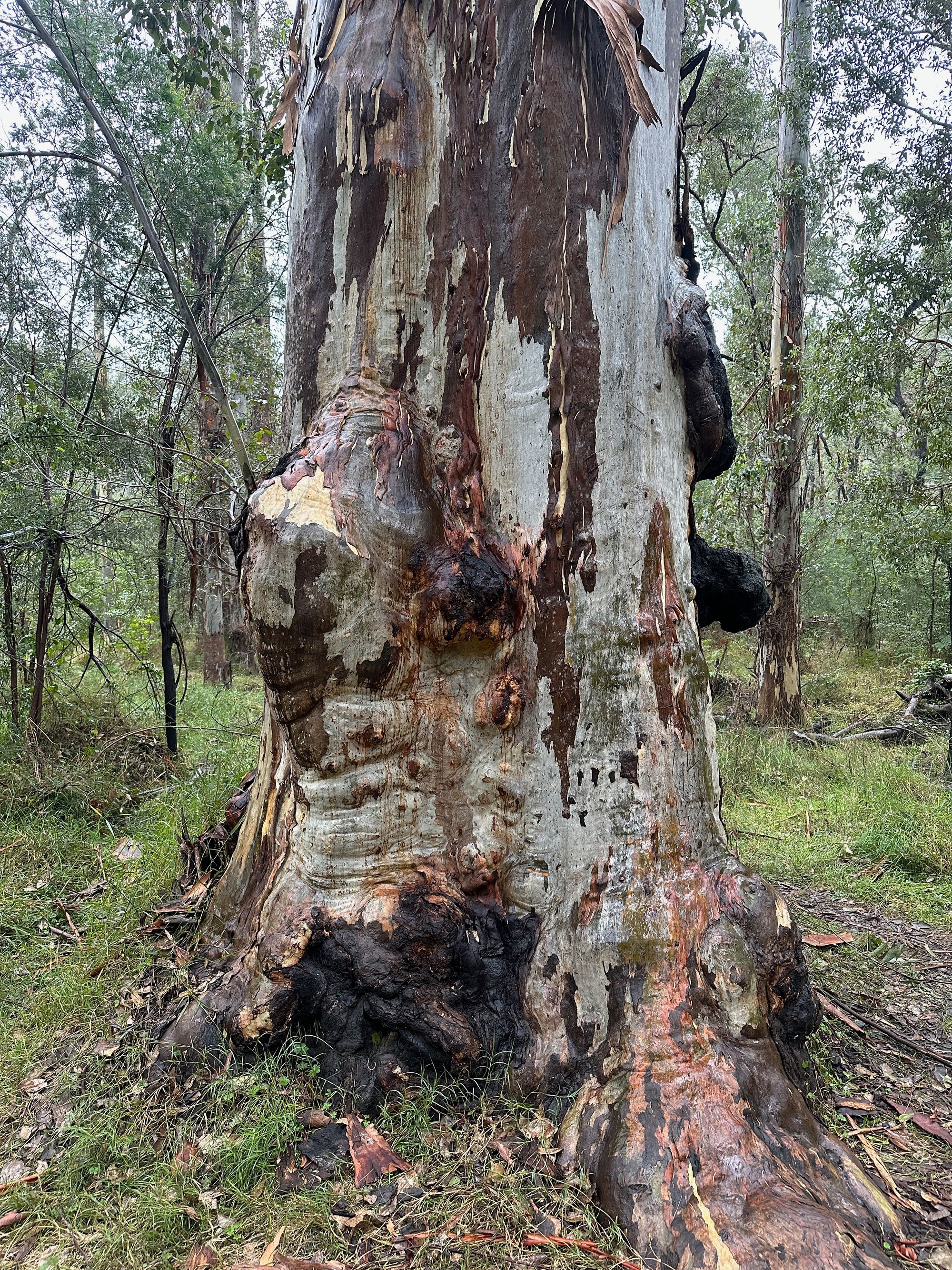 Pierces Pass to Blue Gum Forest walking track