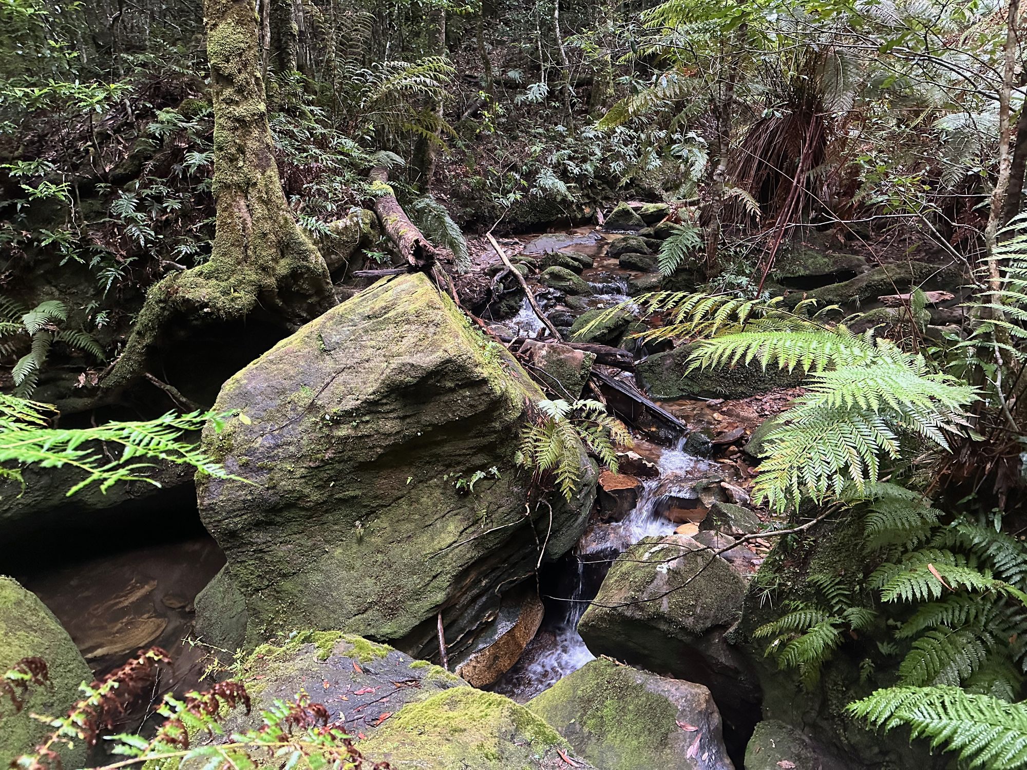 Pierces Pass to Blue Gum Forest walking track